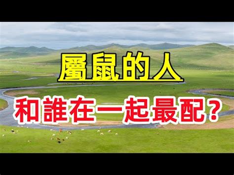 豬龍鼠馬的意思|【豬龍鼠馬意思】揭秘「豬龍鼠馬」的隱藏玄機！快來一探。